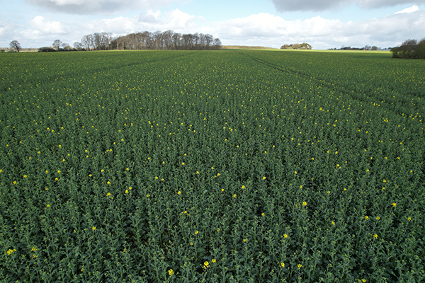 Rapsmark, hvor den iblandede Exavance blomstrer